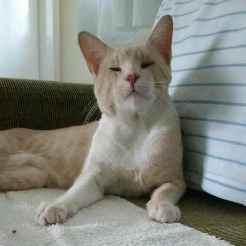 Gato desaparecido desde 