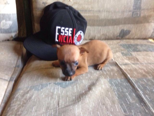 Pinscher fêmea bem pequena pais no local