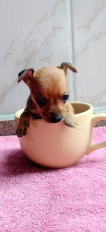 Pinscher fêmea e macho Mini