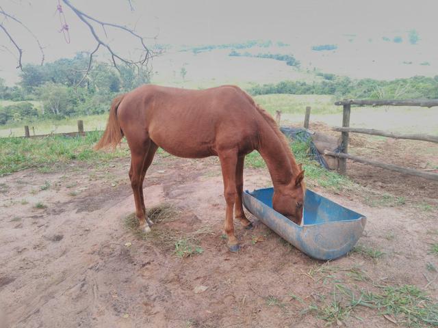 Potra quarto de milha com papel