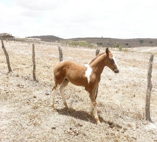 Potro Paint Horse