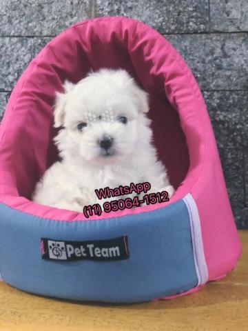 Princesinhas de maltês uma verdadeira bolinha de neve