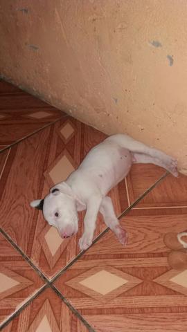 Raça pedigree Pitt bull.vence