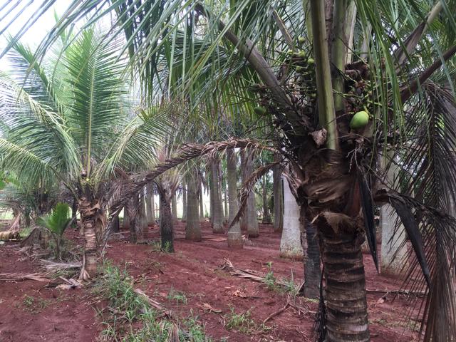 Vende se palmeiras imperial, Palmeiras triangular e coco