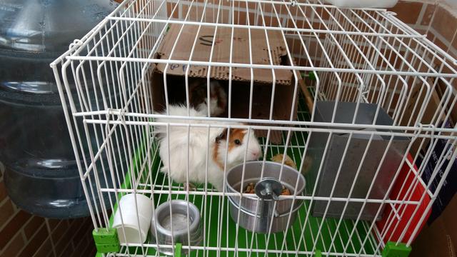 Vendo BARATOOOO COM GAIOLA