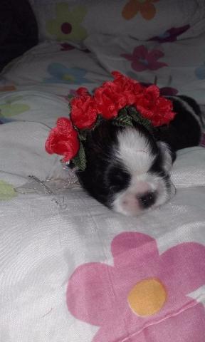 Yorkshire Terrier micro linhagem europeia machos