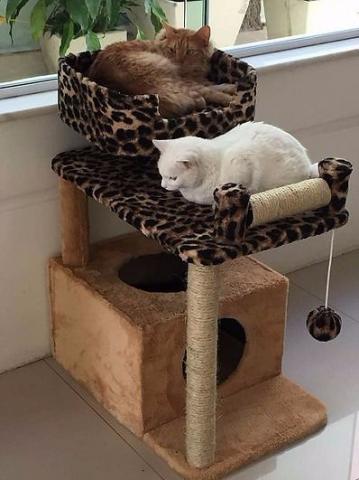 Arranhador para gato