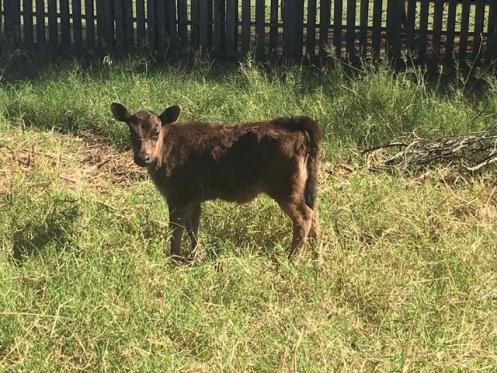 Bezerra jersey com 48 dias