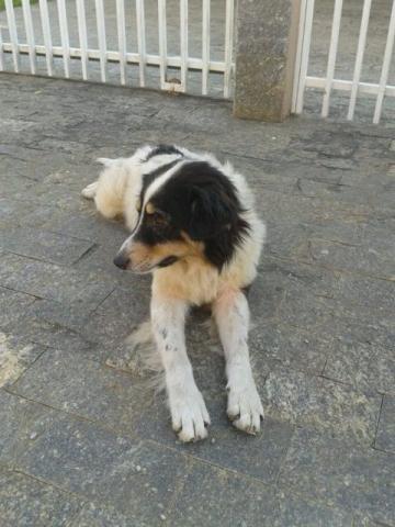 Border Collie Border colie mestiço