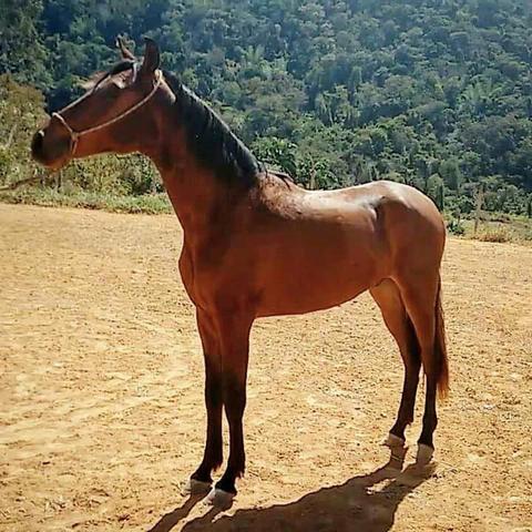 Cavalo Mangalarga Marchador