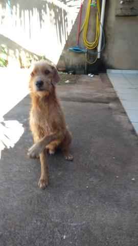 Doação de cachorro