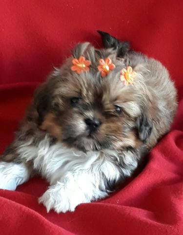 Lhasa Apso