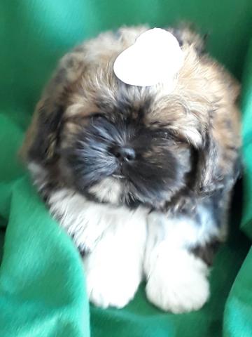 Lhasa Apso
