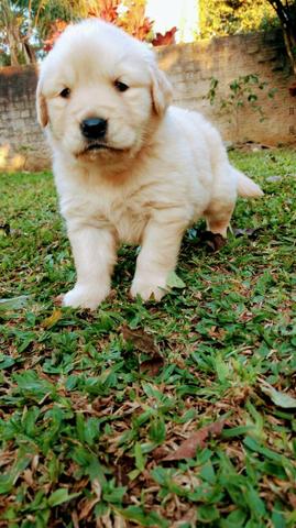 Linda Golden Retriever