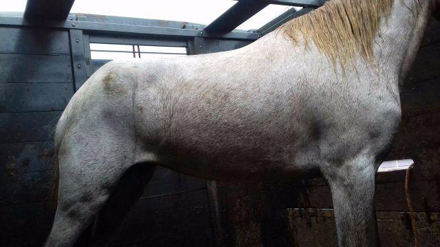 Linda potranca rosilha