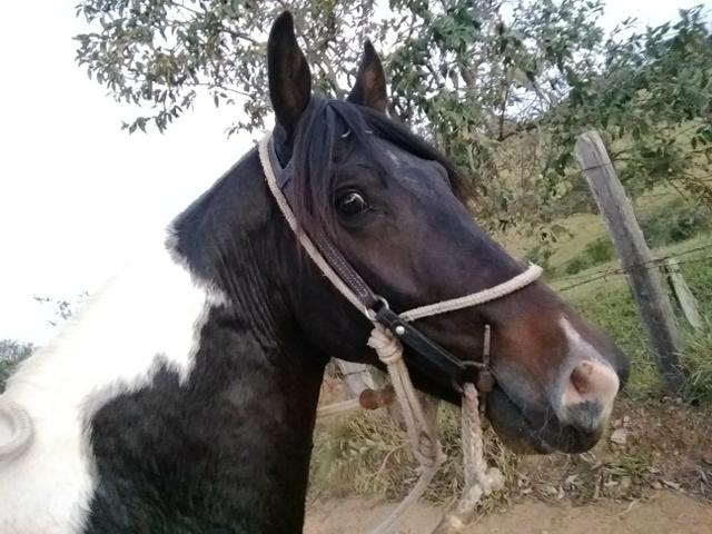 Lindo Potro Pampa de Preto