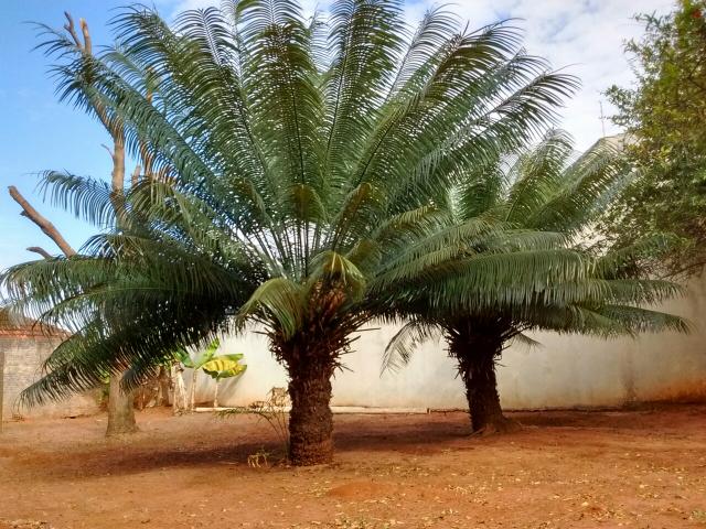 Palmeira Cica