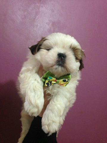 Shihtzu