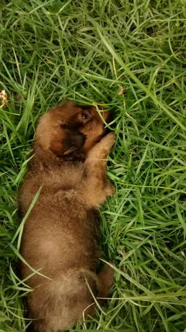 Doação de cãozinho