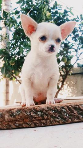 Fêmeas de Chihuahua