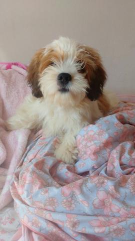 Lhasa Apso 7 meses