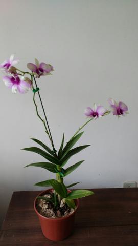 Linda Orquídea natural florida