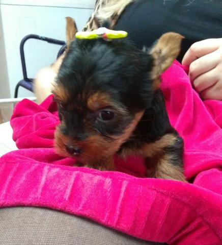 Lindos Yorkshire Terrier