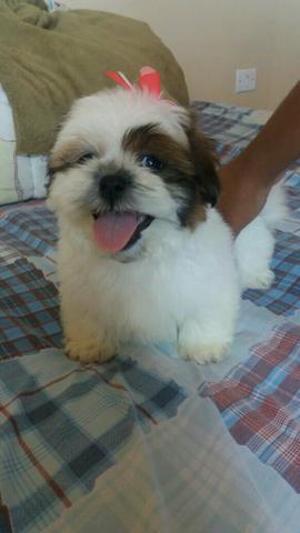 Lindíssima Fêmea de Lhasa Apso!