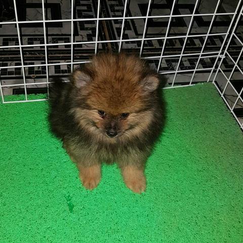 Lulu da Pomerânia macho