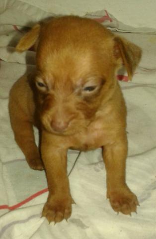 Miniatura pintcher 01 macho