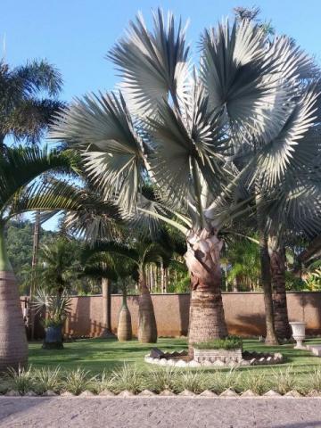 Palmeira Azul (bismarki nobilis)