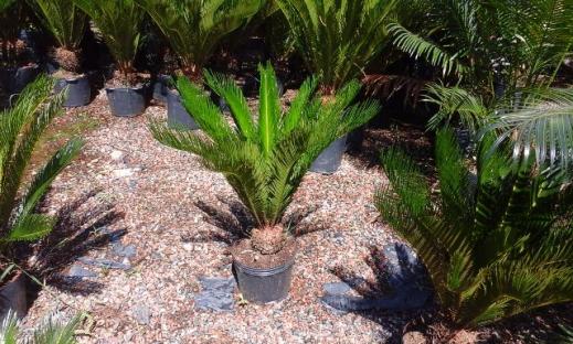 Palmeira Cica (Cycas revoluta)