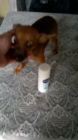 Pinscher fêmea legítima