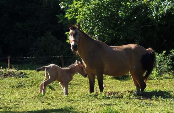 Potranca (baia) nascida em 