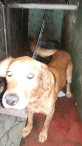 Preciso doar este cão bom para cuidar casa,sitio