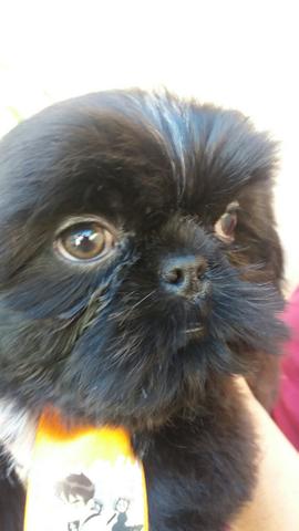 Preto sólido machinho shih.tzu
