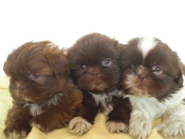 Shih Tzu fêmea chocolate