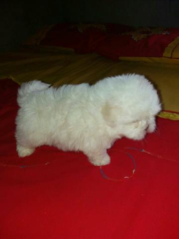 Shih tzu micro macho