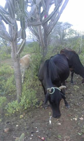 Vendo vaca prenha de 6 meses