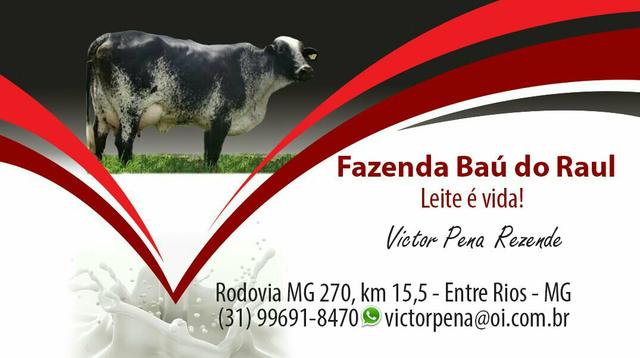 Vendo vacas leiteiras