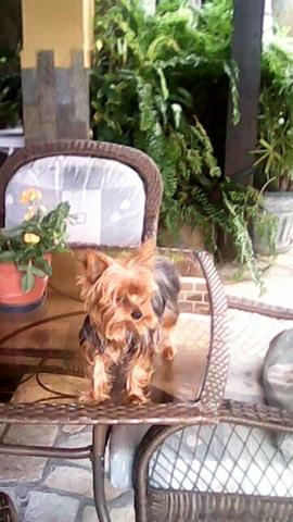 Yorkshire Micro, Oportunidade