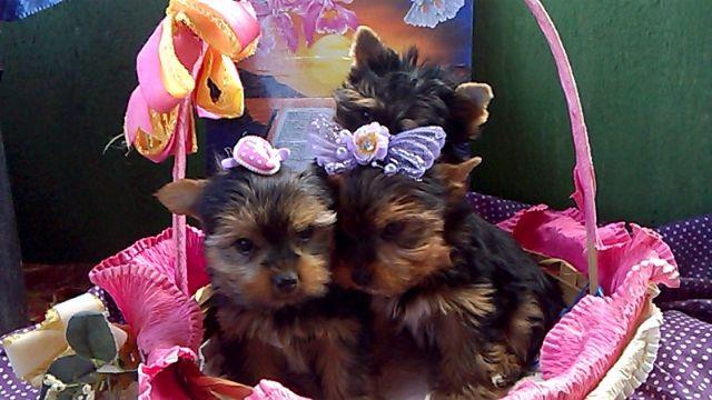 Yorkshire Terrier