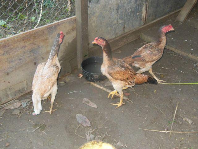 2 galinhas índias mais 3 franguinhos de 4 meses por 