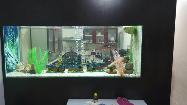 Aquário de 800 litro