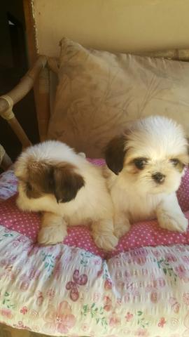 Branca e Dourada Lindas Fêmeas Shih Tzu