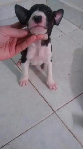 Bull Terrier C pedigree