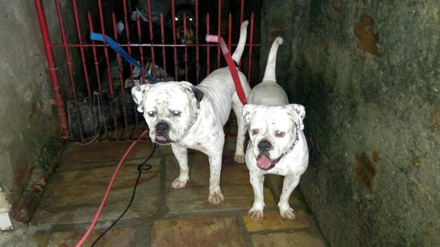 Bulldog Campeiro para acasalamento