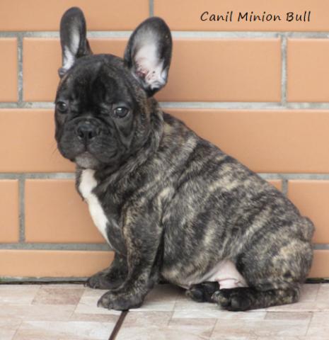 Bulldog Francês macho, excelente padrão, pedigree CBKC
