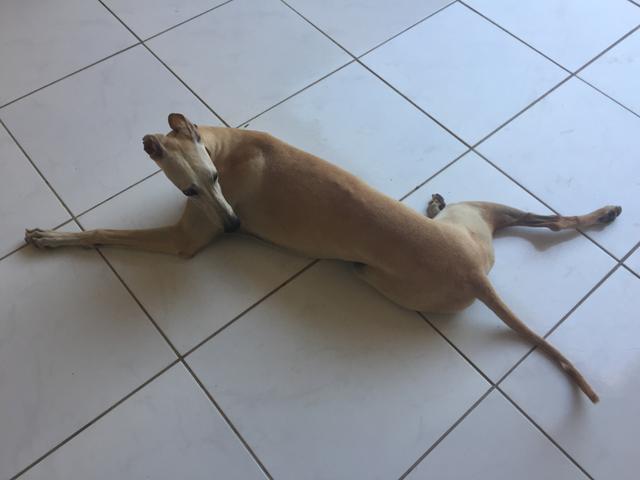 Cachorra da raça galgo Italiano