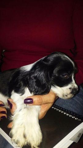 Coker spainel inglês